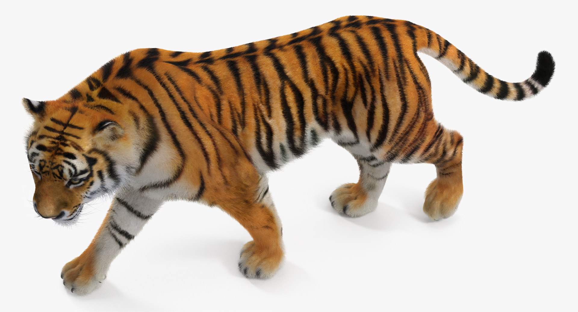 tiger walkig pose fur 3D model https://p.turbosquid.com/ts-thumb/Nk/EH456L/zx1mByXh/tigerwalkigposewithfurvray3dmodel008/jpg/1522440925/1920x1080/fit_q87/4952f05cf73a5bf8613a3cc178e2935fe31da080/tigerwalkigposewithfurvray3dmodel008.jpg