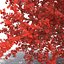 3d old red maple tree