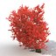 3d old red maple tree