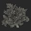 3d old red maple tree