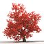 3d old red maple tree