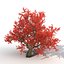 3d old red maple tree