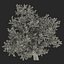 3d old red maple tree