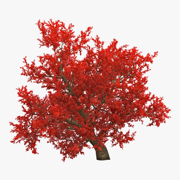 3d old red maple tree