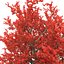 3d old red maple tree