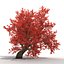 3d old red maple tree
