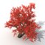 3d old red maple tree