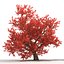 3d old red maple tree