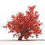 3d old red maple tree
