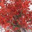 3d old red maple tree