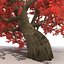 3d old red maple tree