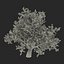 3d old red maple tree