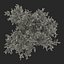 3d old red maple tree