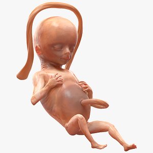 human fetus 16 weeks 3D