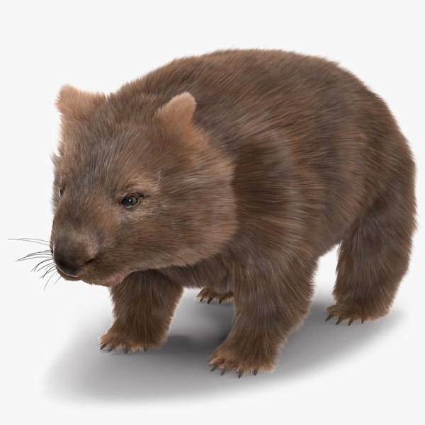 modelo 3d Common Wombat Brown Fur - TurboSquid 2101971