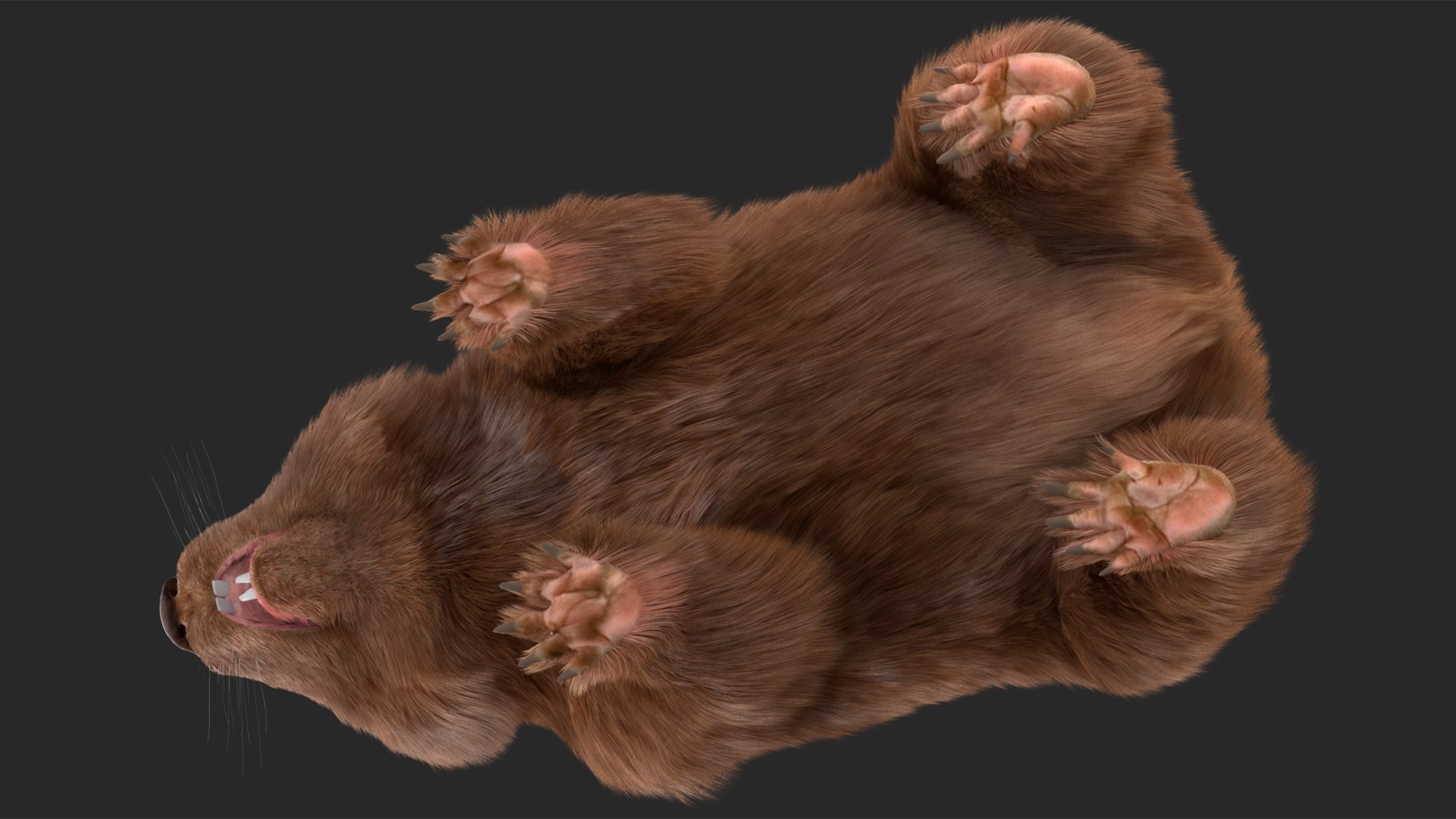 Common Wombat Brown Fur 3D Model - TurboSquid 2101971