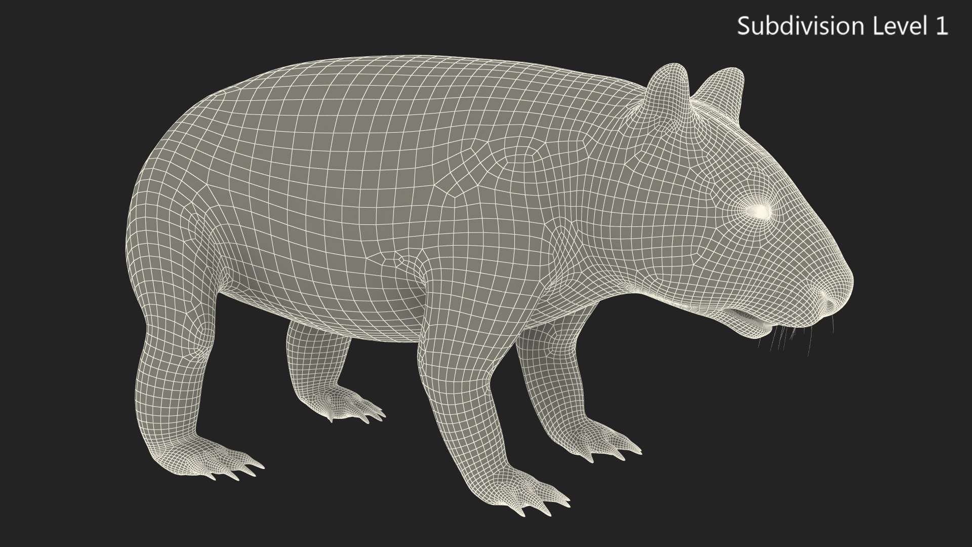 Common Wombat Brown Fur 3D Model - TurboSquid 2101971