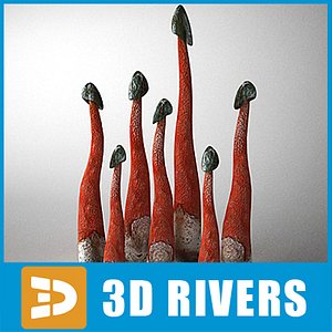 Elegant Stinkhorn by 3DRivers