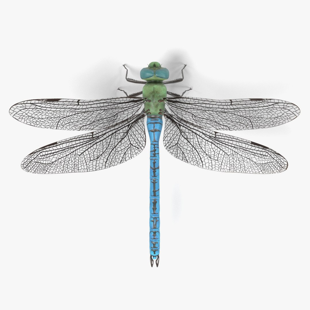 3d Model Emperor Dragonfly