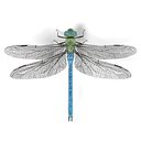 Emperor Dragonfly