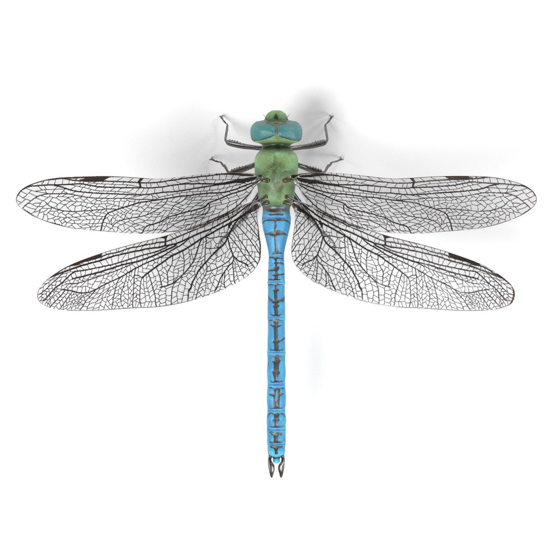 3D Insect - Huge Collection https://p.turbosquid.com/ts-thumb/Nk/o1nZZb/FWuXIAUF/emperordragonflya/jpg/1661750416/1920x1080/fit_q87/5aa1e668c1fb359a26bb553c229e9c38b4ac21ce/emperordragonflya.jpg