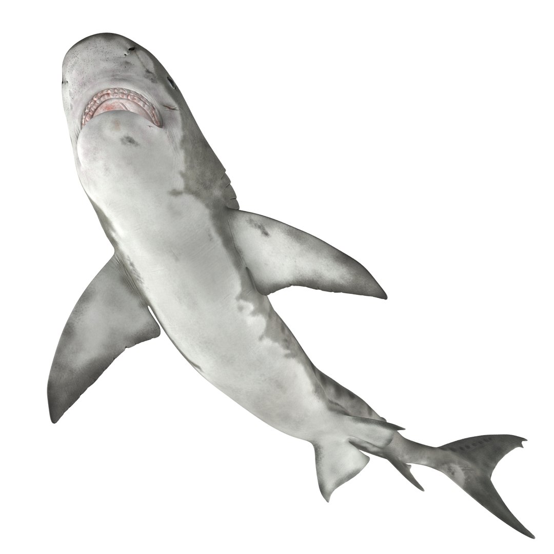 tiger shark rigged 3d max https://p.turbosquid.com/ts-thumb/Nk/pAKEdr/0MFqgflC/3dmodeloftigershark13/jpg/1433918473/1920x1080/fit_q87/4727698f8c0045c9559f2d82c2b0e237bef91c51/3dmodeloftigershark13.jpg