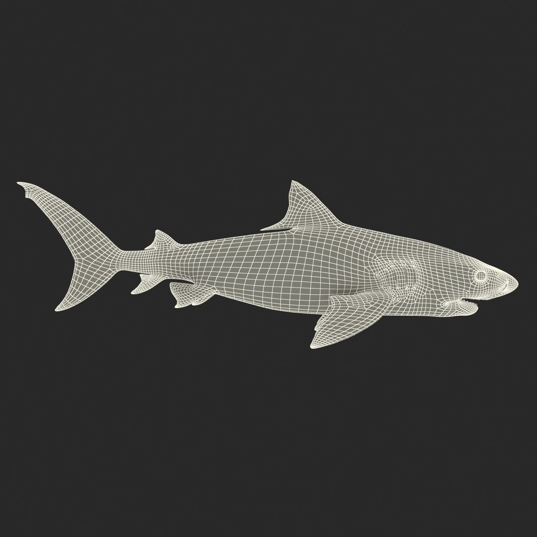 tiger shark rigged 3d max https://p.turbosquid.com/ts-thumb/Nk/pAKEdr/0vauVP2d/tigersharkrigged3dmodel35/jpg/1433915294/1920x1080/fit_q87/3e8d09dbce9b433f0e40d6bdab9f258213ced321/tigersharkrigged3dmodel35.jpg