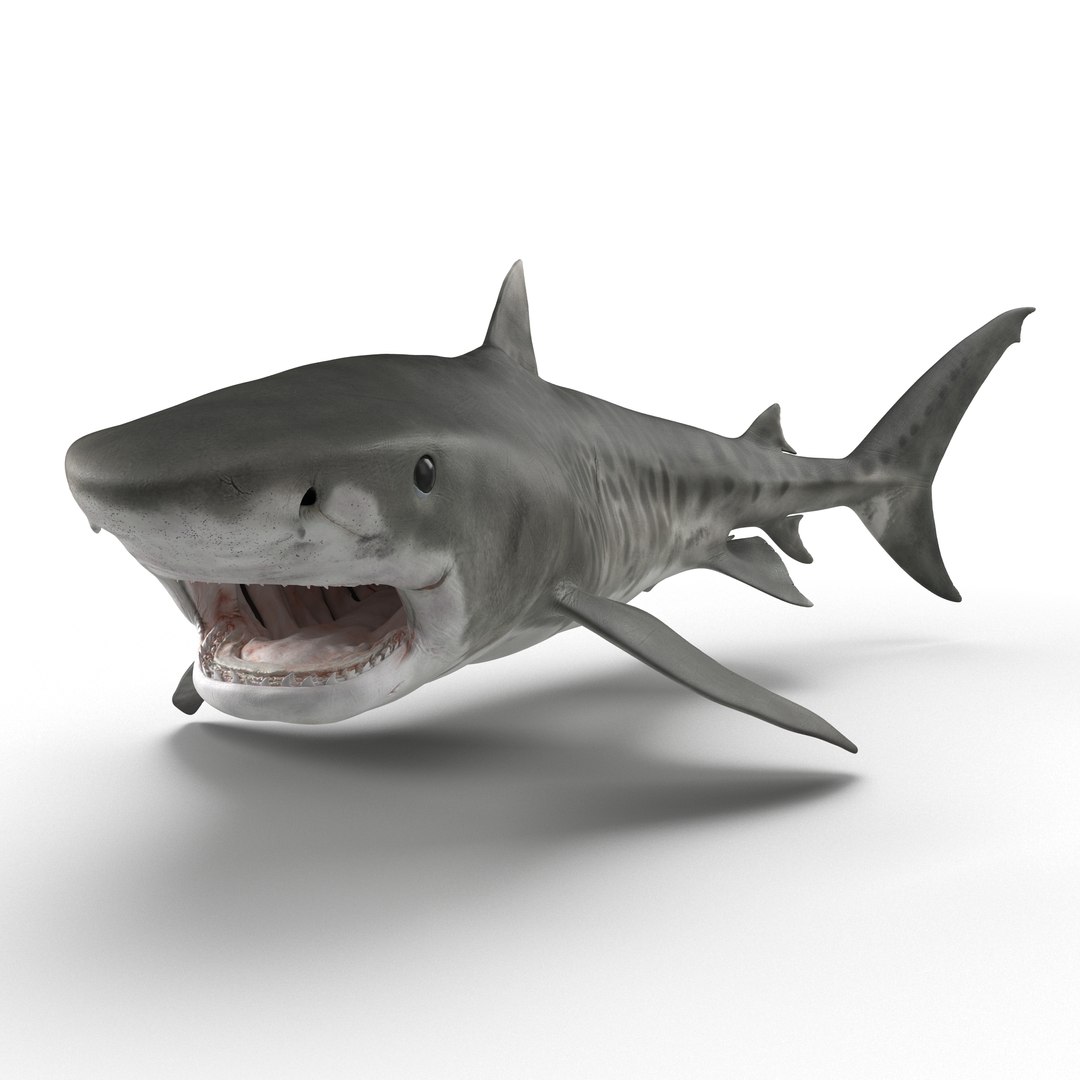 tiger shark rigged 3d max https://p.turbosquid.com/ts-thumb/Nk/pAKEdr/3iTfoeJG/3dmodeloftigershark02/jpg/1433918473/1920x1080/fit_q87/91cd3283f559206adc0a12675dbac3ace22d0ec8/3dmodeloftigershark02.jpg