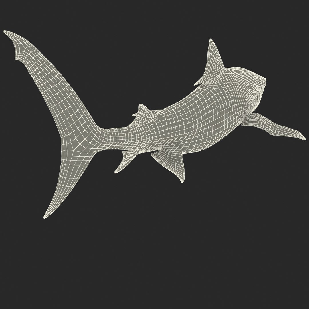 tiger shark rigged 3d max https://p.turbosquid.com/ts-thumb/Nk/pAKEdr/7PQSzCPg/tigersharkrigged3dmodel31/jpg/1433915293/1920x1080/fit_q87/c4263afd7a7ce50eb361d25e7bb6abbc5f5a2f51/tigersharkrigged3dmodel31.jpg