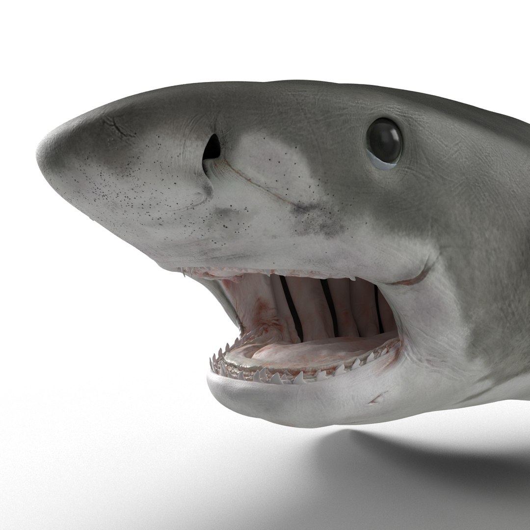tiger shark rigged 3d max https://p.turbosquid.com/ts-thumb/Nk/pAKEdr/8NX6Nac6/3dmodeloftigershark16/jpg/1433918473/1920x1080/fit_q87/08e33076b58bbd884f1f9809f8a9d39d69d97a8b/3dmodeloftigershark16.jpg
