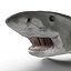 Tiger Shark Rigged