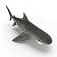 Tiger Shark Rigged