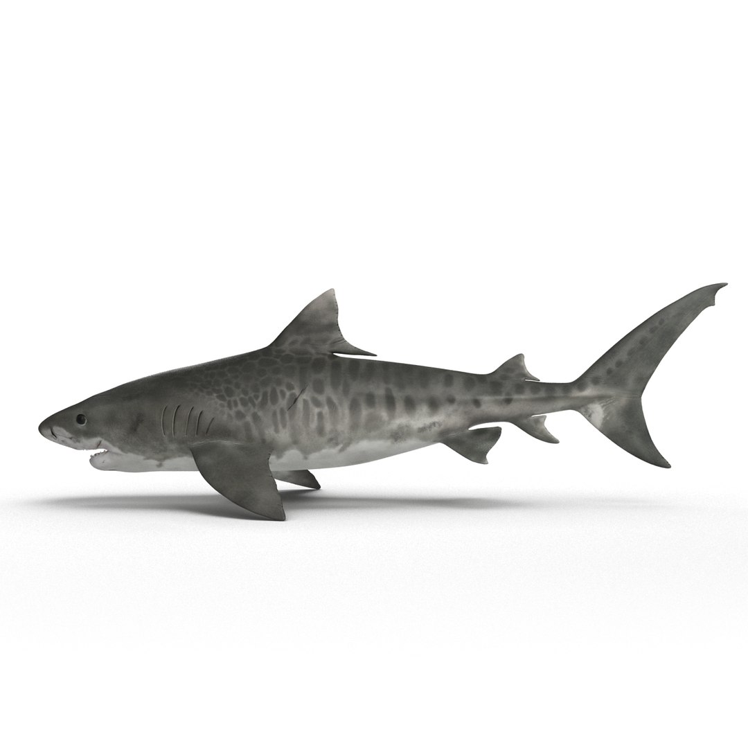 tiger shark rigged 3d max https://p.turbosquid.com/ts-thumb/Nk/pAKEdr/Bx0jngzk/tigersharkrigged3dmodel14/jpg/1433915292/1920x1080/fit_q87/5baaf3b3224f16f74228b8f937ad7ccae04f4dd1/tigersharkrigged3dmodel14.jpg