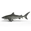 Tiger Shark Rigged
