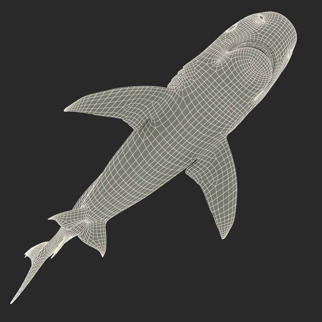 tiger shark rigged 3d max https://p.turbosquid.com/ts-thumb/Nk/pAKEdr/FEgwZGKZ/tigersharkrigged3dmodel40/jpg/1433915294/1920x1080/fit_q87/4391c60954568a35d1972b57bba38a5121694a39/tigersharkrigged3dmodel40.jpg