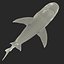Tiger Shark Rigged