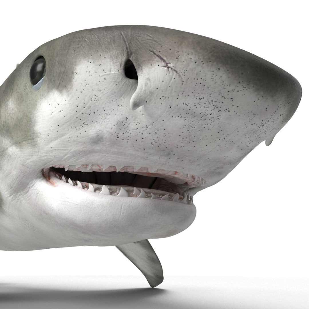 tiger shark rigged 3d max https://p.turbosquid.com/ts-thumb/Nk/pAKEdr/JIjhASoO/tigersharkrigged3dmodel18/jpg/1433915293/1920x1080/fit_q87/9bd917bb9fba594a9c92e1d815091458978bdc59/tigersharkrigged3dmodel18.jpg