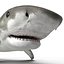 Tiger Shark Rigged