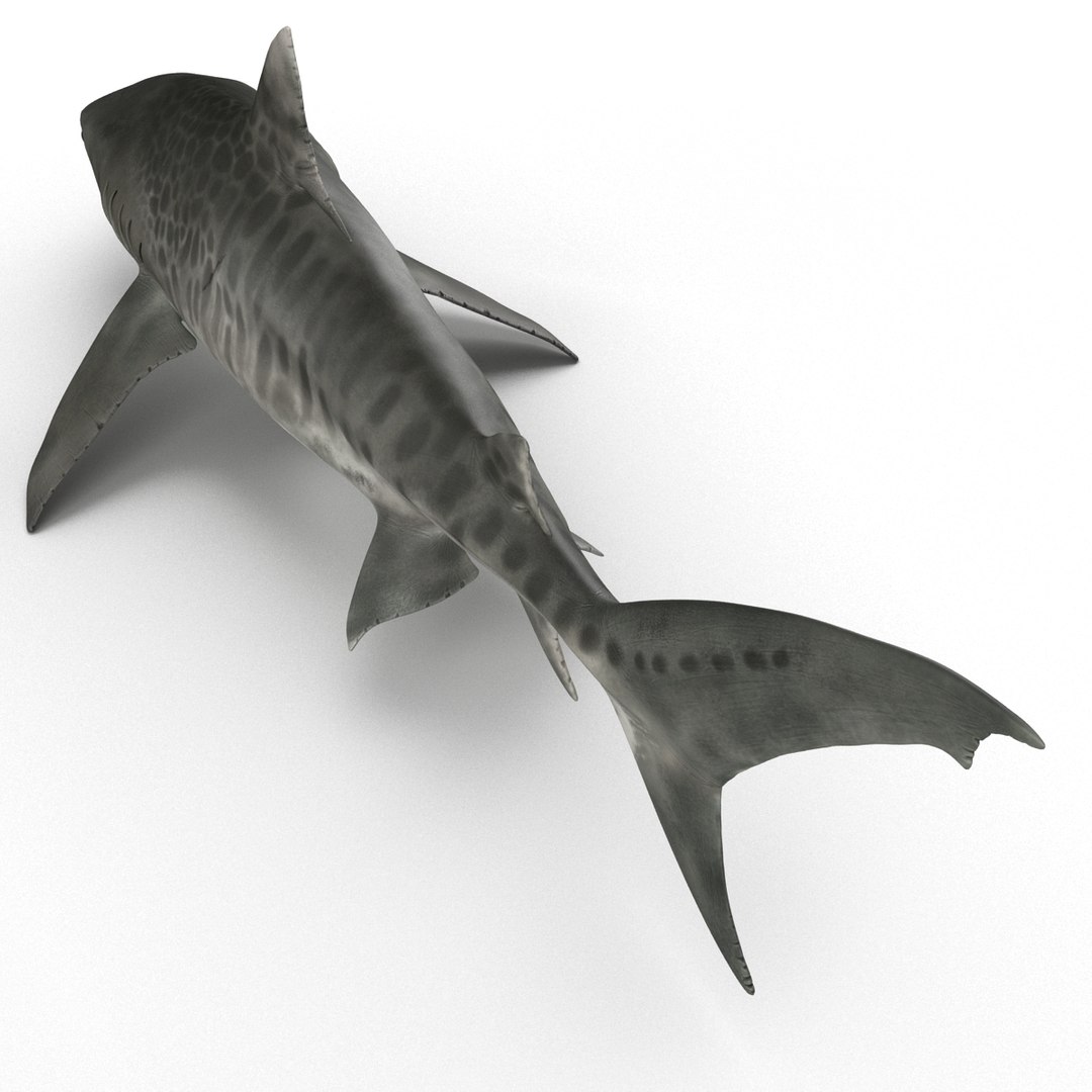 tiger shark rigged 3d max https://p.turbosquid.com/ts-thumb/Nk/pAKEdr/JrOEbWYw/tigersharkrigged3dmodel07/jpg/1433915292/1920x1080/fit_q87/cd4285c814c27632adab74678c8b803715246a56/tigersharkrigged3dmodel07.jpg