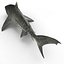 Tiger Shark Rigged