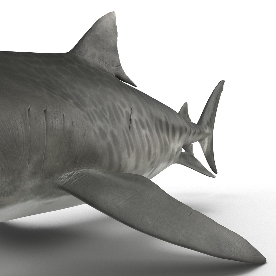 tiger shark rigged 3d max https://p.turbosquid.com/ts-thumb/Nk/pAKEdr/LuXgdFsB/tigersharkrigged3dmodel21/jpg/1433915293/1920x1080/fit_q87/5e9df26abe51e60d37b15991cd9e33bda301e9f4/tigersharkrigged3dmodel21.jpg