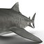 Tiger Shark Rigged