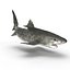 Tiger Shark Rigged
