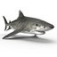 Tiger Shark Rigged