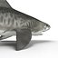 Tiger Shark Rigged