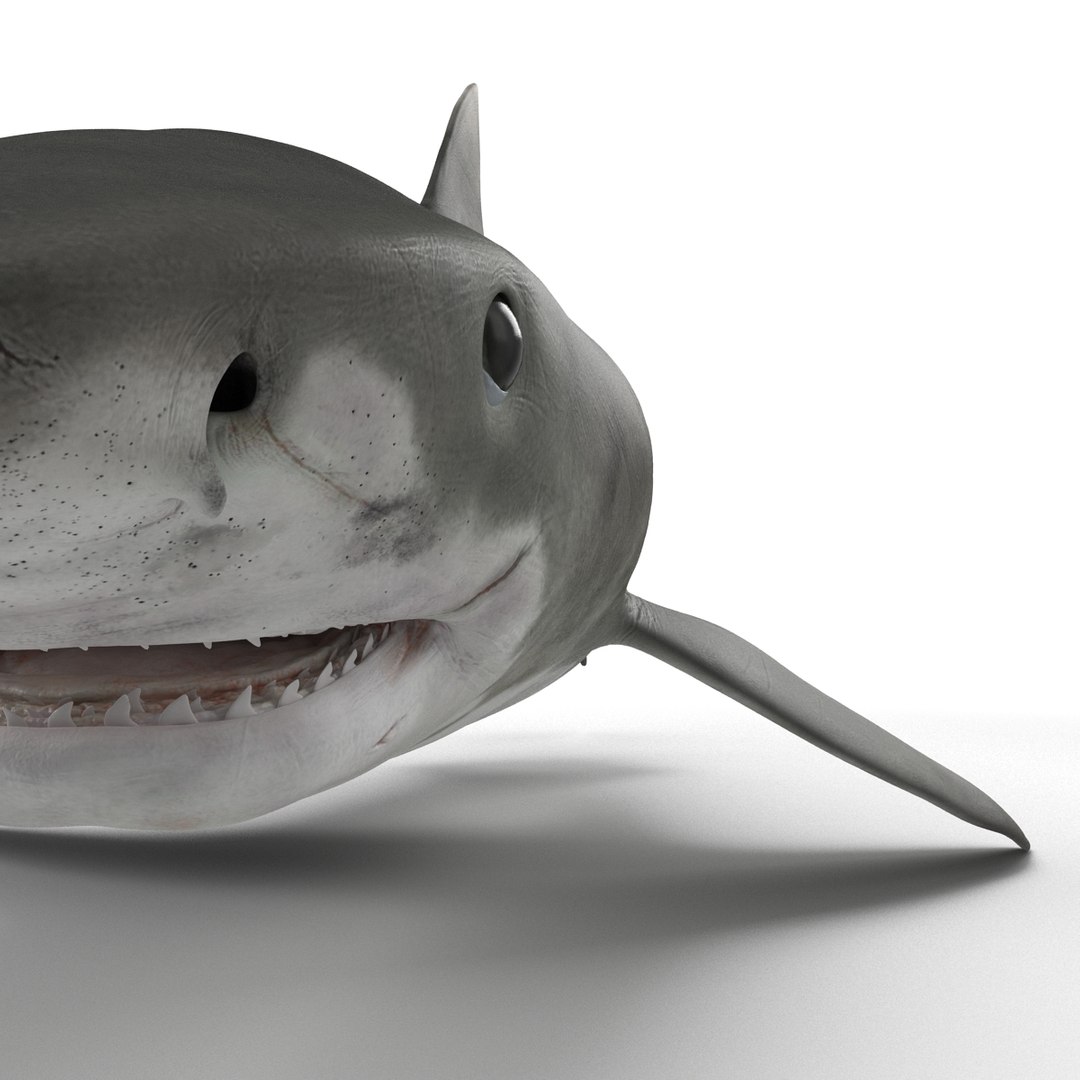 tiger shark rigged 3d max https://p.turbosquid.com/ts-thumb/Nk/pAKEdr/UpvADWEB/tigersharkrigged3dmodel20/jpg/1433915293/1920x1080/fit_q87/ddd5af1e67e59427c5880e25c8ec8d23a89e30e2/tigersharkrigged3dmodel20.jpg