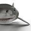 Tiger Shark Rigged