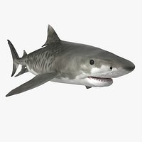 Tiger Shark Rigged