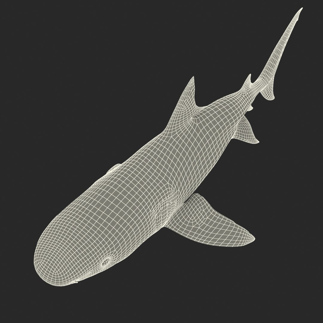 tiger shark rigged 3d max https://p.turbosquid.com/ts-thumb/Nk/pAKEdr/hxjggT6d/tigersharkrigged3dmodel38/jpg/1433915294/1920x1080/fit_q87/d6dce583ca73e2ae73b5b976d07eade11225cb1f/tigersharkrigged3dmodel38.jpg