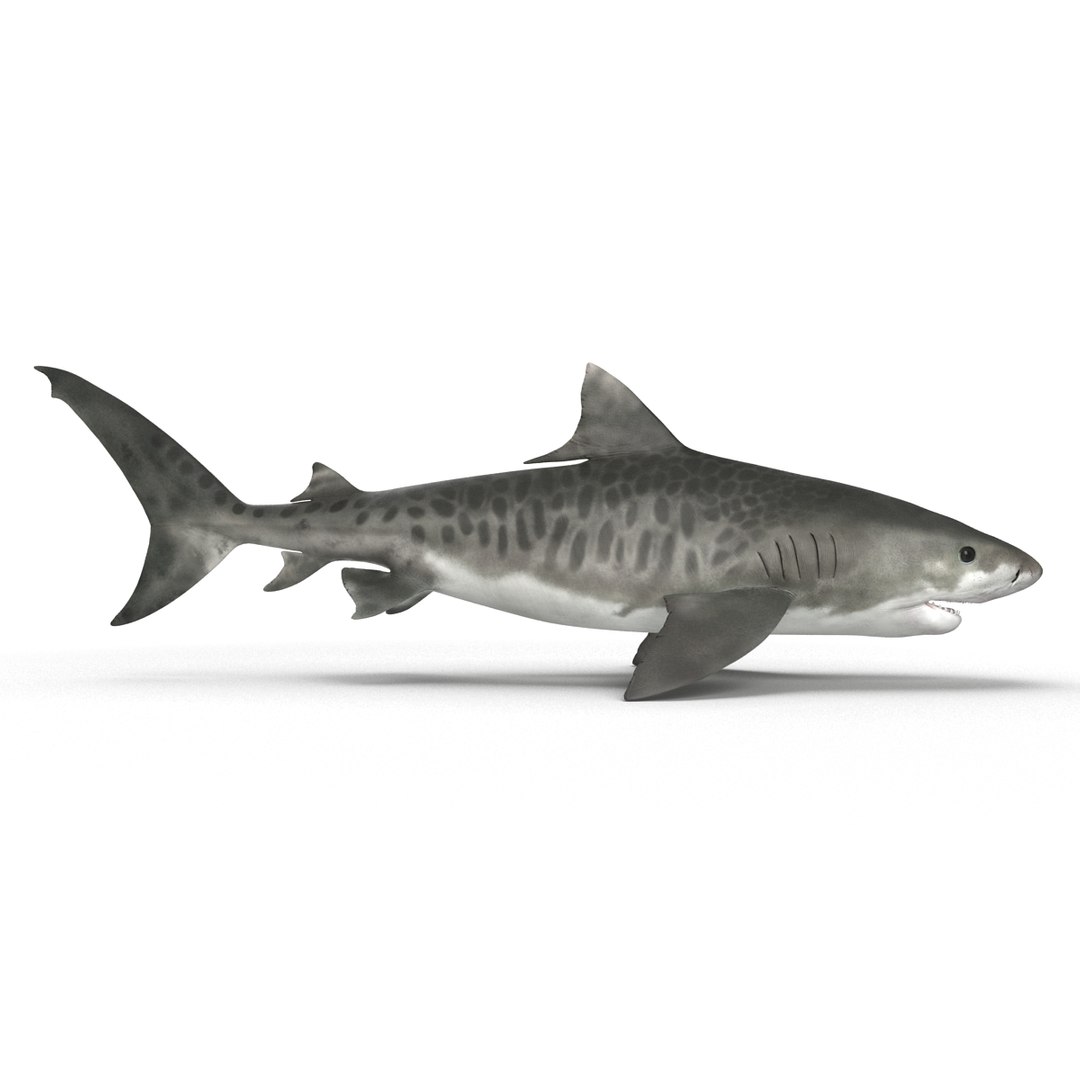 tiger shark rigged 3d max https://p.turbosquid.com/ts-thumb/Nk/pAKEdr/jSXE3QaA/tigersharkrigged3dmodel12/jpg/1433915292/1920x1080/fit_q87/130b32173c268e0322fe600bd4b7dc961f9822e8/tigersharkrigged3dmodel12.jpg